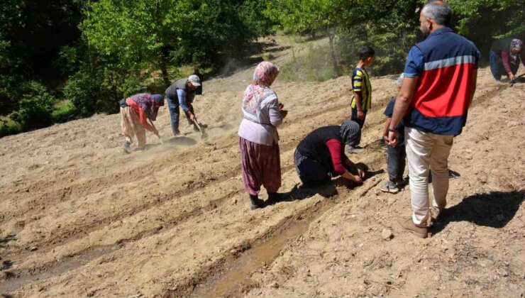 Kadın Çiftçiler Altınotu Yetiştiriciliği Projesiyle Uğraşıyor