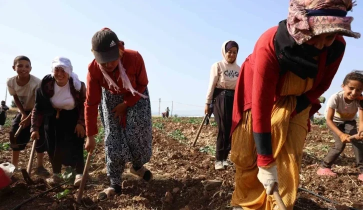 Kahramanmaraş’ta Hasadın Tamamlandığı Tarım Yerleri İkinci Eserle Buluşturuluyor