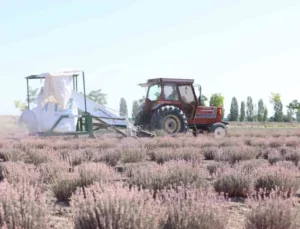 Karatay Lavanta Bahçeleri’nde Hasat Vakti