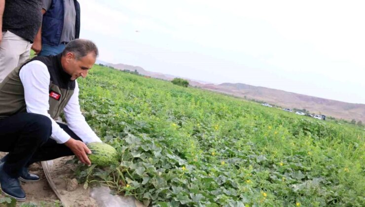 Kars’ın Kavun ve Karpuz İhtiyacı Digor’dan Karşılanacak