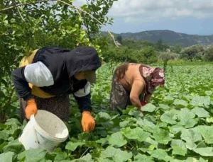 Kavurucu Sıcakta 700 TL Yevmiyeyle Yapılan Zorlu Hasatta Salatalık Tarladan 5 TL’den Alıcı Buluyor