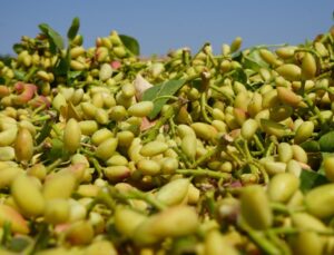 Kilis’te Fiyatı Altın ile Yarışan Boz Fıstığın Hasadı Başladı