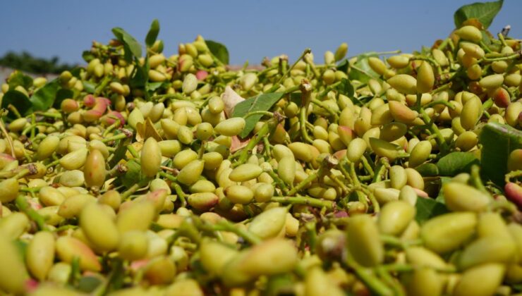 Kilis’te Fiyatı Altın ile Yarışan Boz Fıstığın Hasadı Başladı