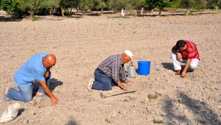 Kırkağaç Kavunu Ekimi Başladı, 30 Bin Ton Rekolte Bekleniyor