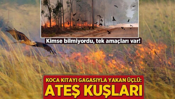 Koca Kıtayı Gagasıyla Yakan Üçlü: Ateş Kuşları! Kimse Bilmiyordu, Tek Emelleri Var