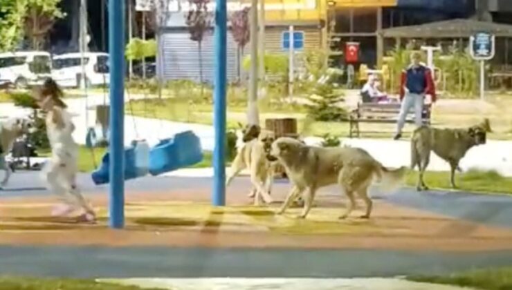 Kocaeli’de Sokak Köpekleri Çocuk Parkında Tehlike Saçtı