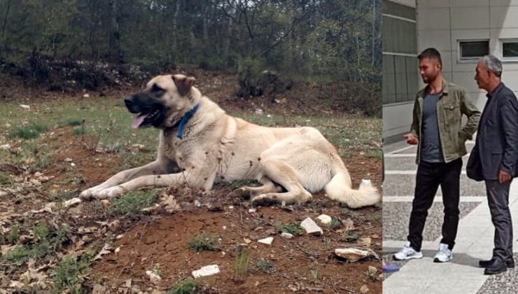 Köpeği Öldürmekten 6 Ay Sahibini Yaralamaktan 6 Yıl Ceza Aldı