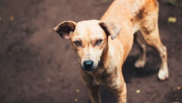 Köpekler Gerilimin Kokunusu Alabiliyor! İşte Yeni Araştırma