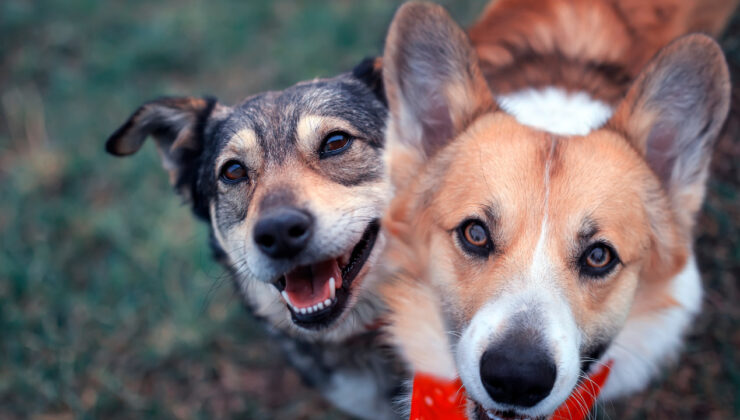 Köpekler Hakkında Şaşırtan Keşif: Gerilimin Kokusunu Alabiliyorlar