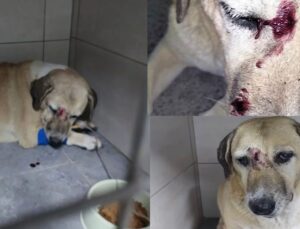 Kör ve Yaşlı Köpeğe Sopalı İşkence