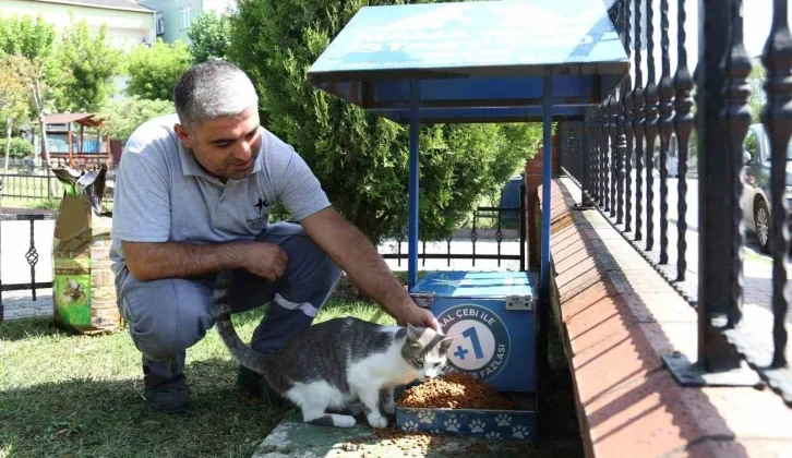 Küçükçekmece’de Sokak Hayvanları, Yaz Günlerinde Koruma Altında