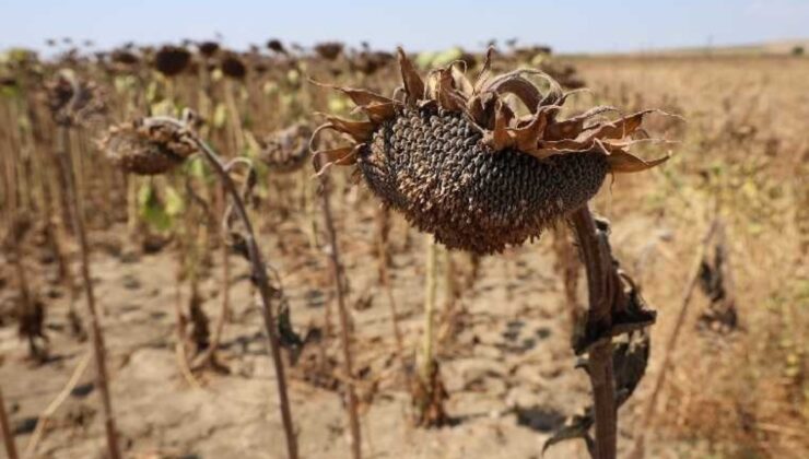 Kuraklık Ayçiçeğini Etkilerken Önümüzdeki Periyotta Yeni Süt Krizi Bekleniyor