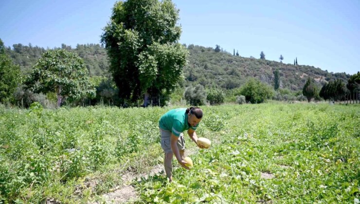 Kuşadası Belediyesi Adabahçe’de Yaz Hasadı Devam Ediyor