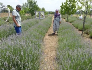 Kütahyalı Çiftin 9 Yıl Önce Hobi Amacıyla Kurduğu Lavanta Bahçesi Şimdi Gelir Kapıları Oldu