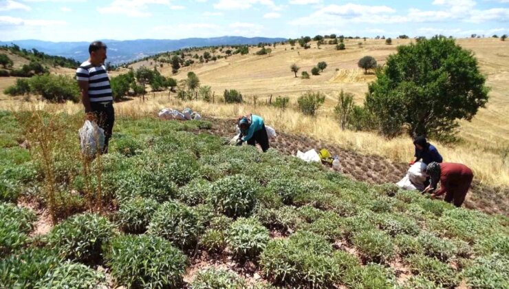 Kütahya’nın Hisarcık İlçesinde Adaçayı Hasat Dönemi Başladı