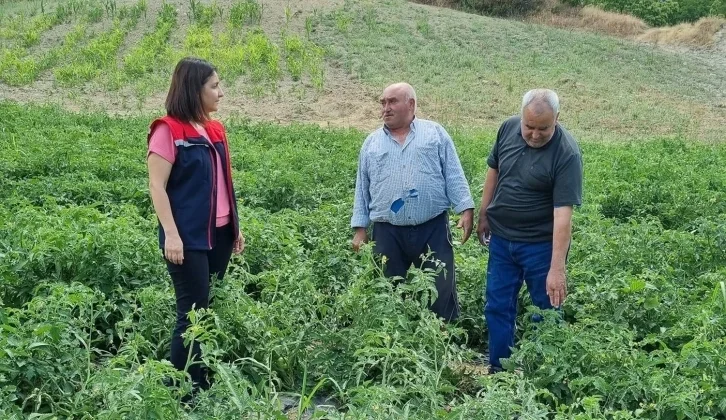 Kuyucak’ta Proje Kapsamında Dağıtılan Domates Fideleri Kontrol Edildi