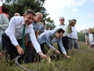 Lavanta Bahçelerinde Ellik ve Orakla Klasik Hasat