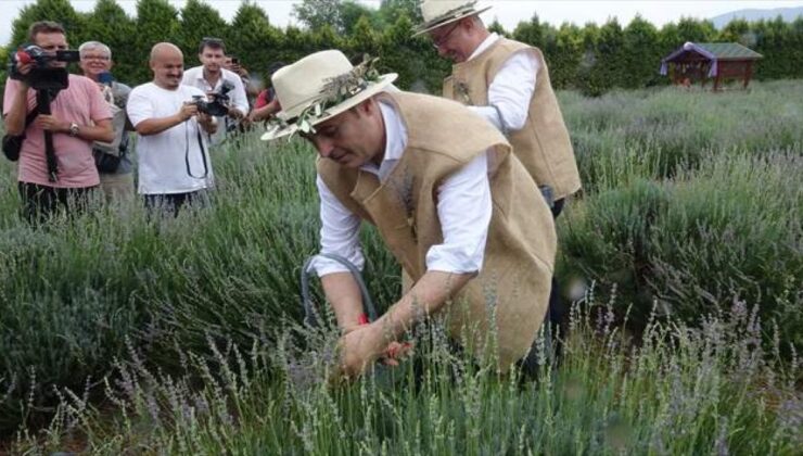 Lavanta Tarlalarında Aromaterapi Keyfi İçin Yurt Dışına Gitmeye Gerek Yok: