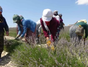 Litresi 750 TL’den Satılan ve Susuz Yetişen Lavanta Hasadı Başladı