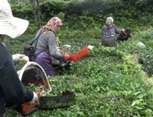 Mahalleli İmeceyle Hastanede Yatan Komşularının Çayını Topladı