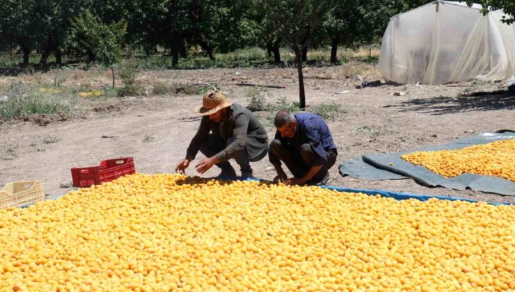 Malatya Kayısısı: Güneşin Altın Yumurtası