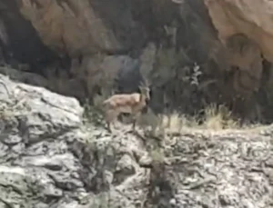 Malatya’da Dağ Keçileri Görüntülendi