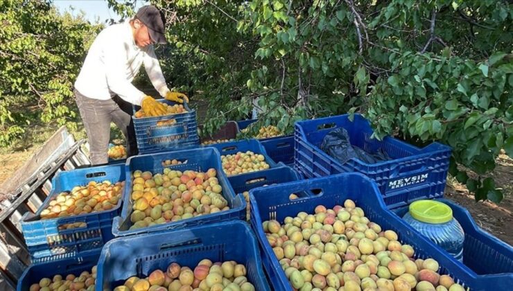 Malatya’dan 20 Ülkeye Yaş Kayısı Gönderiliyor