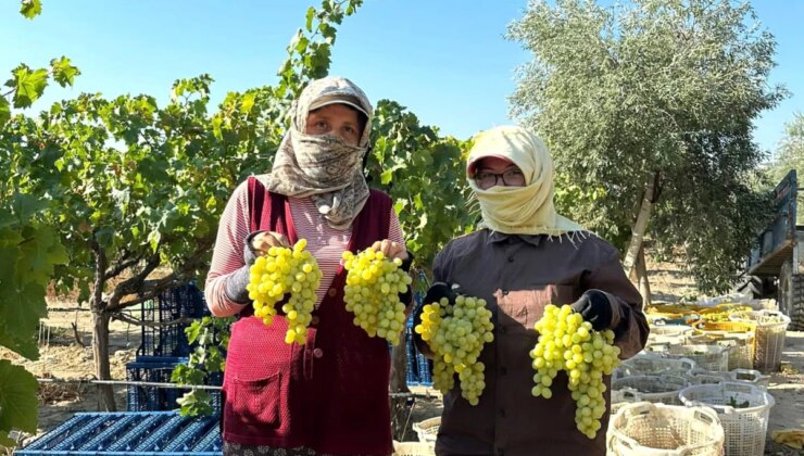 Manisa Sarıgöl’de Superiol ve Trakya İlkeren Üzüm Hasadı Başladı