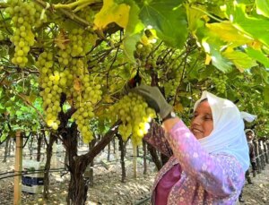 Manisa Sarıgöl’de Üzüm Hasadı Başladı