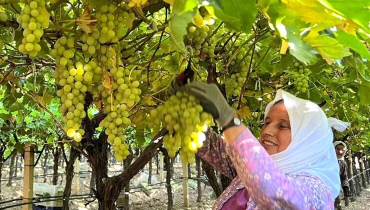 Manisa Sarıgöl’de Üzüm Hasadı Başladı