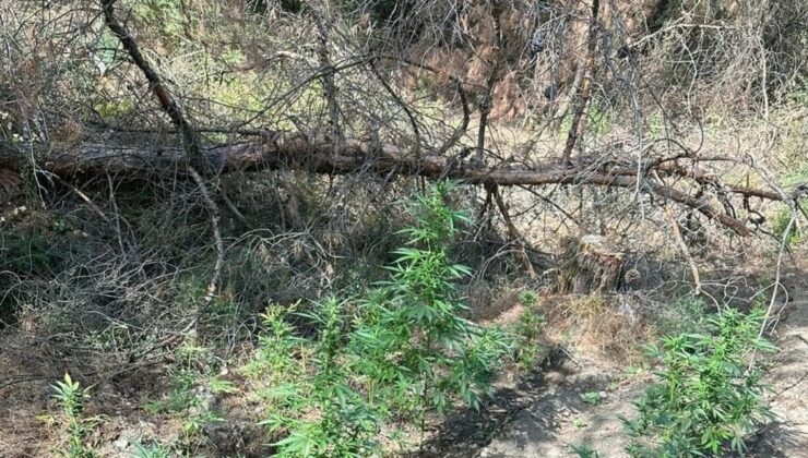 Manisa’da Ormanda Kenevir Yetiştiren 2 Kişi Tutuklandı