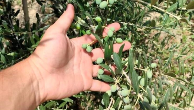 Manisalı Genç Girişimci İspanyol Bodur Zeytin Fidanlarını Yurt İçine ve Yurt Dışına İhraç Ediyor