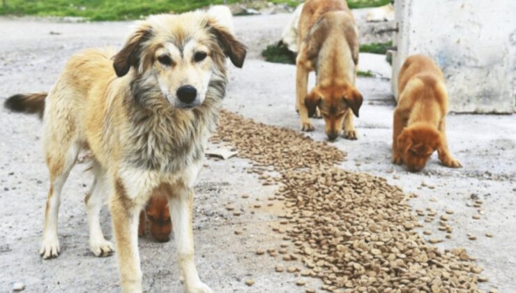 Masak’tan Başıboş Köpek Raporu: STK’lar Mama Üreticileriyle Alakalı