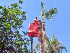 Mersin’de Palmiye Ağaçları Budanıyor