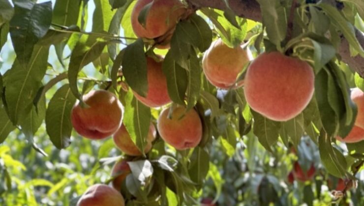 Meşhur Bursa Şeftalisinde 14 Bin Ton Rekolte Bekleniyor