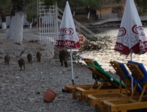 Muğla’da Domuz Yavruları Plaja İndi! Tatilciler Şaştı Kaldı