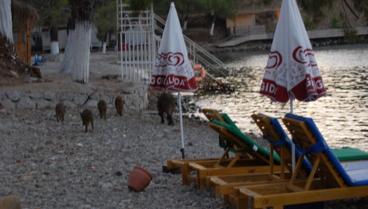 Muğla’da Domuz Yavruları Plaja İndi! Tatilciler Şaştı Kaldı