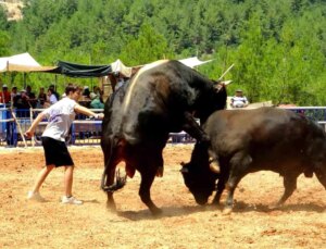 Muğla’da Düzenlenen Boğa Güreşi Şenliği Büyük İlgi Gördü