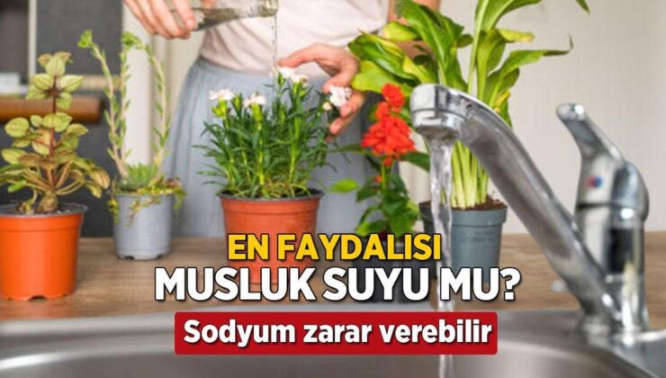 Musluk Suyu Bitkileri Öldürür Mü? Bekletirseniz Sodyumu Artıyormuş, Efsane Çıktı