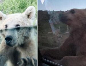 Nemrut Ziyaretinde Neye Uğradıklarına Şaşırdılar! Ayı Aracın Kapısını Açmaya Çalıştı, Olanlar Oldu