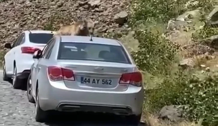 Nemrut’ta Ayılar Bu Kez Yol Kesip Otomobillerin Üstüne Çıktı