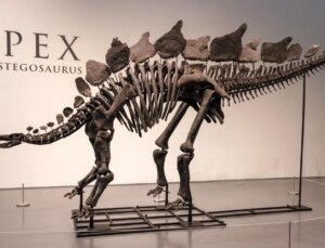 New York’ta Büyük Bir Dinozor İskeleti Rekor Fiyata Satıldı