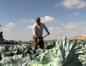 Niğde’de Turfanda Lahana Hasadı Başladı