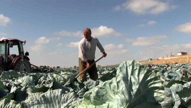 Niğde’de Turfanda Lahana Hasadı Başladı