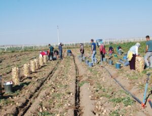 Niğde’den Türkiye’nin Dört Bir Yanına Yayılıyor! Üretimi Yüzde 200 Arttı