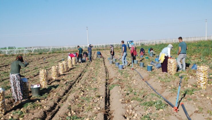 Niğde’den Türkiye’nin Dört Bir Yanına Yayılıyor! Üretimi Yüzde 200 Arttı