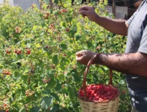 ’Olmaz’ Denileni Hobi Olarak Yaptı, Kayseri’deki Tek Ahududu Bahçesini Kurdu