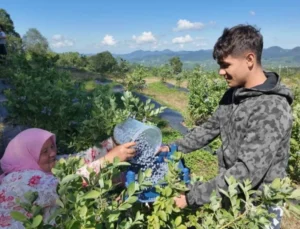 Ordu’da Mavi Yemiş Kazandırıyor