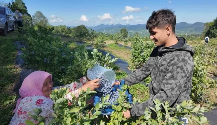 Ordu’da Mavi Yemiş Kazandırıyor