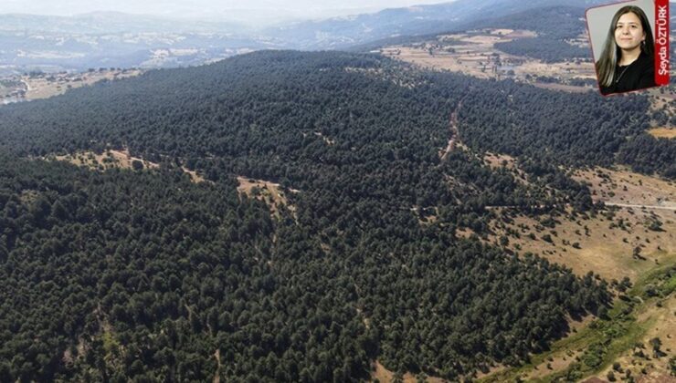 Ormanlar Madene Dönmesin Diye Yurttaşların Başlattığı Nöbette 50. Gün